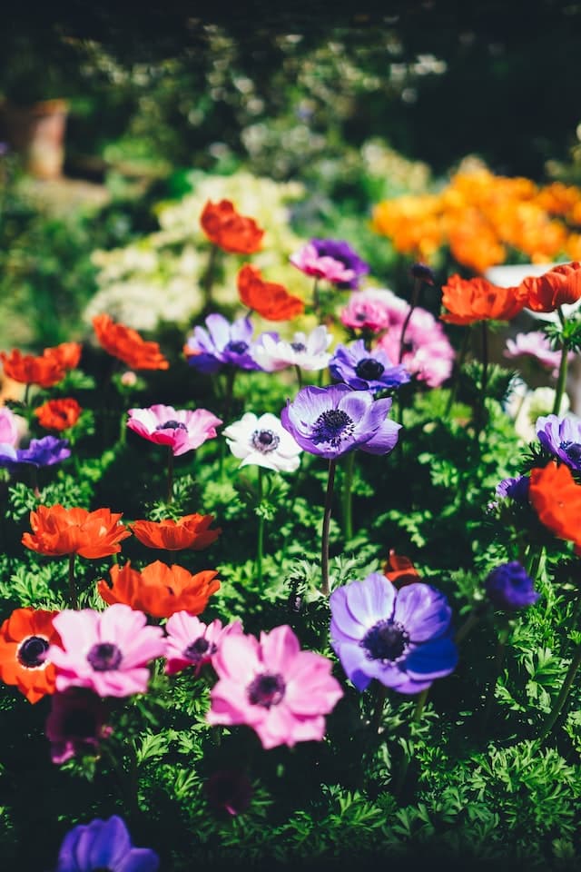 flores de jardim