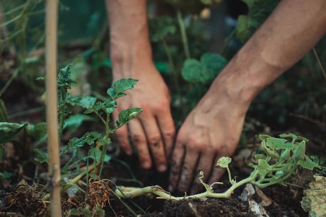 plantação de subsistência